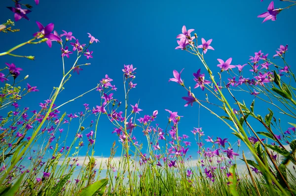 초원의 꽃들 — 스톡 사진