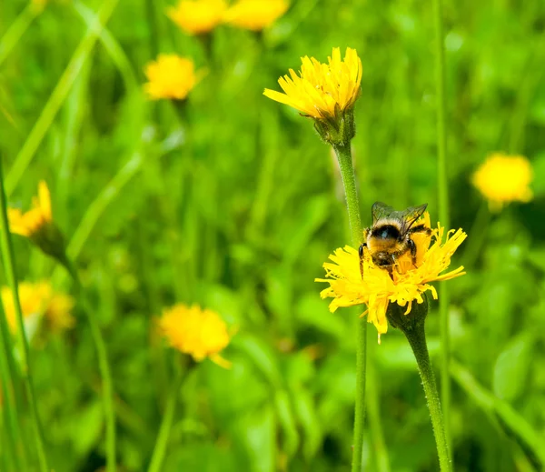 Bee op een weide — Stok fotoğraf