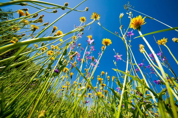 Flowers in a meadow — Stock Photo, Image