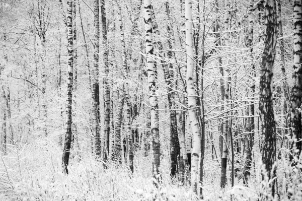 Eerste sneeuw overdekte takken — Stockfoto