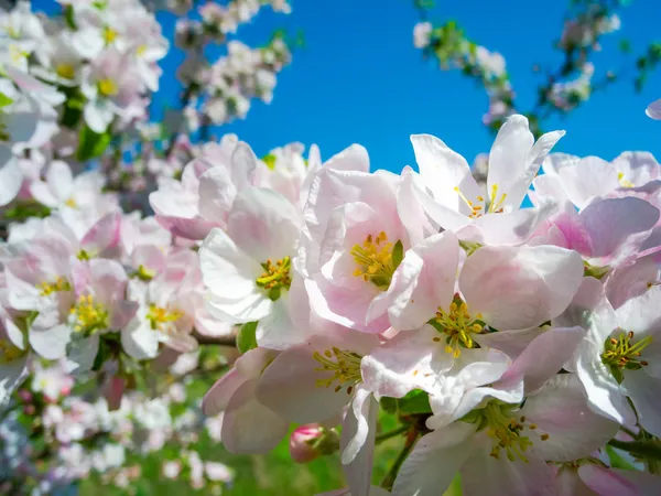 Blooming apricot tree