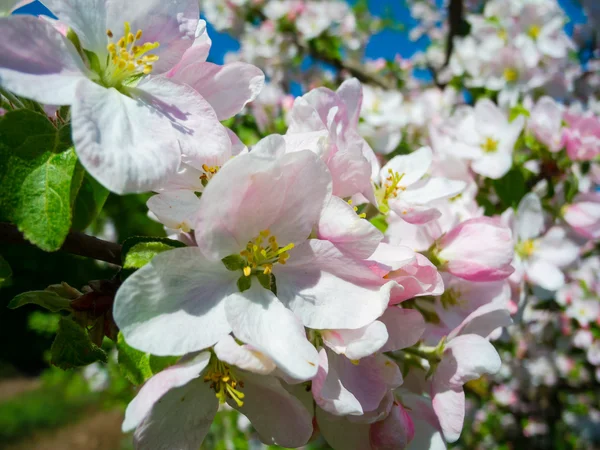 Blooming apricot tree — Stock Photo, Image