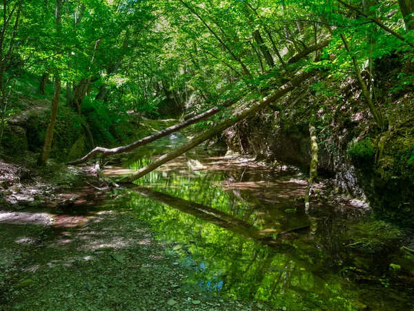 Gebirgsfluss fließt durch den Wald auf der Krim — Stockfoto
