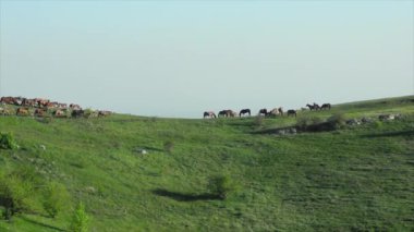 bir dağ çayır otlayan atlar
