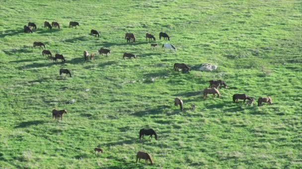 Caballos pastando en un prado de montaña — Vídeo de stock