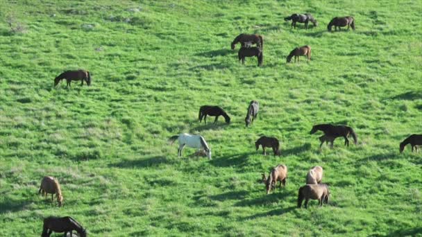 Chevaux broutant dans une prairie de montagne 
