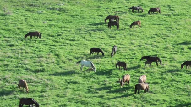山の牧草地に放牧の馬 — ストック動画