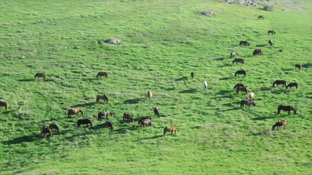 Cavalos pastando em um prado de montanha — Vídeo de Stock