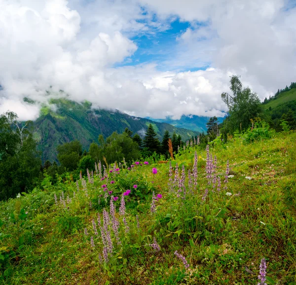 Hegyvidéki tájat, virágokkal, előtérben a svaneti a — Stock Fotó