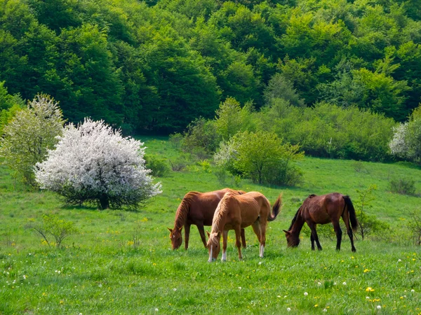 Horses grazing in a meadow — Stock Photo, Image