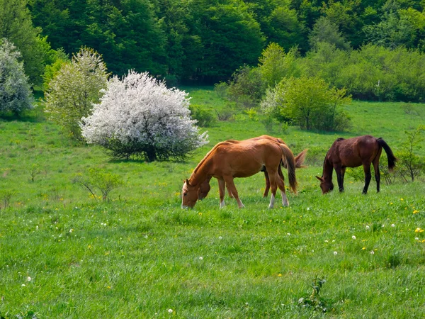 Cavalli che pascolano in un prato — Foto Stock