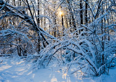 Karlı kış ormanı