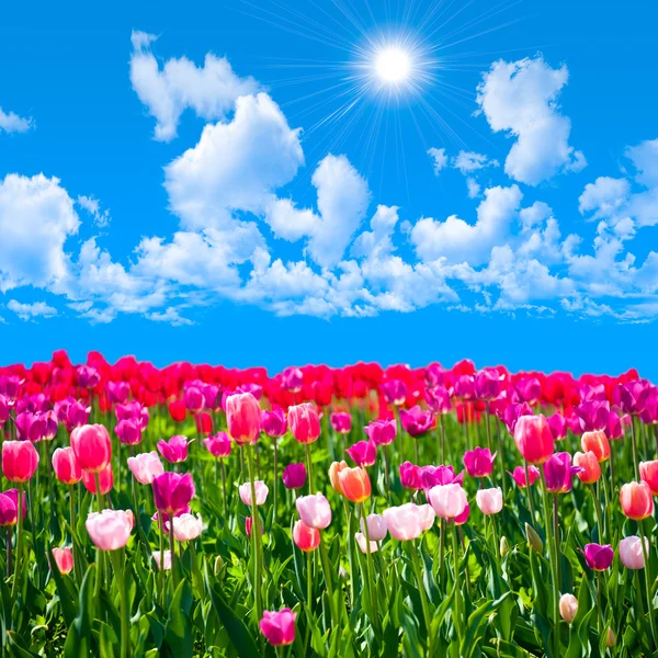 Prato di tulipani su uno sfondo di cielo blu con nuvole — Foto Stock