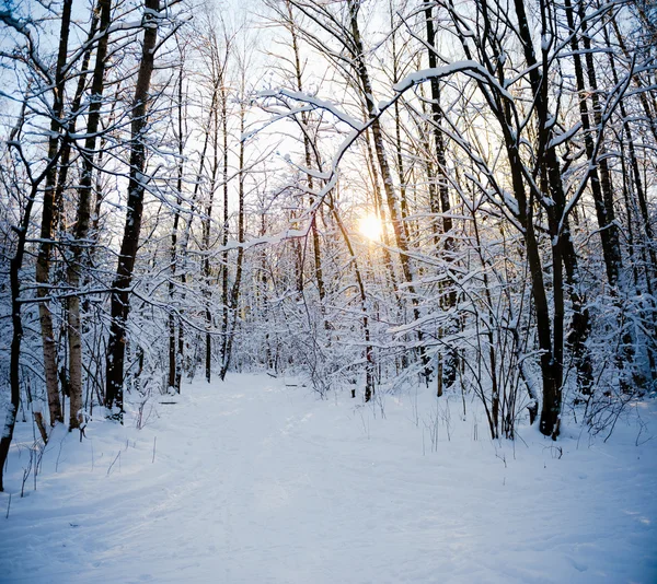 Forêt enneigée d'hiver — Photo