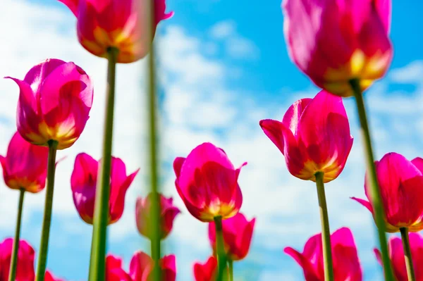 Świeże wiosenne czerwone tulipany. widok z dołu — Zdjęcie stockowe