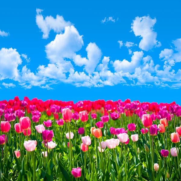 Луг тюльпанов на фоне голубого неба — стоковое фото