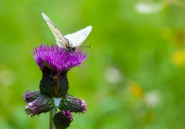 Motýl na květině — Stock fotografie