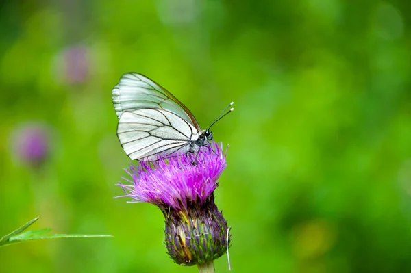 Motyl na kwiatku — Zdjęcie stockowe