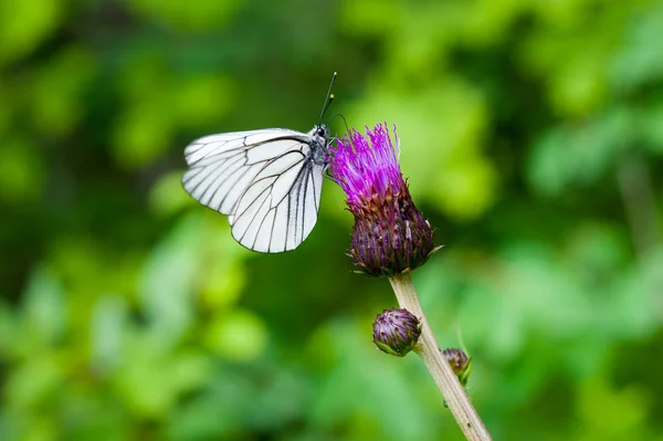 Motyl na kwiatku — Zdjęcie stockowe