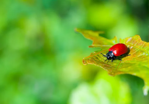 Ladybug on the leaf — Stock Photo, Image