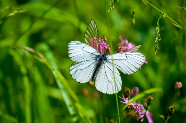 Motyl na kwiatku — Zdjęcie stockowe