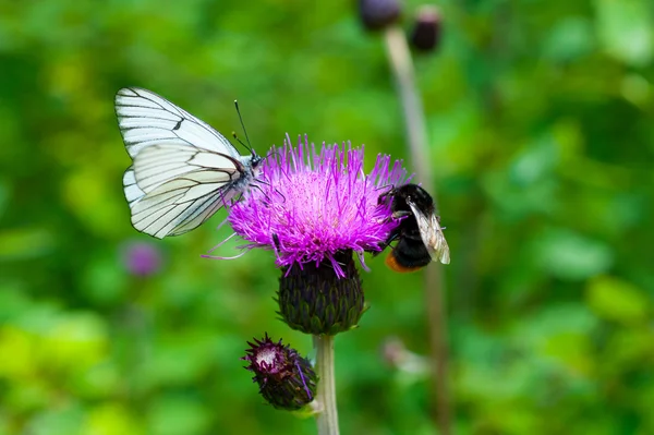 Papillon sur la fleur — Photo