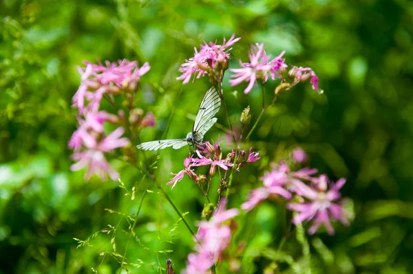 Motyl na kwiatku — Zdjęcie stockowe