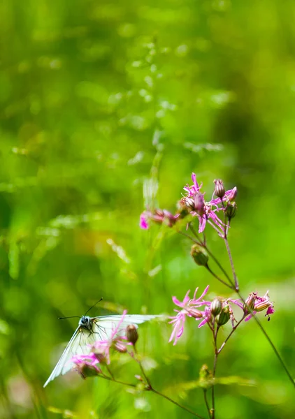 Borboleta na flor — Fotografia de Stock