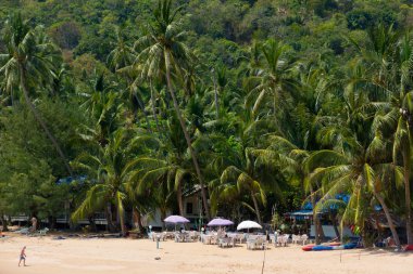 koh Samui beach uzun palmiye ağaçlarının