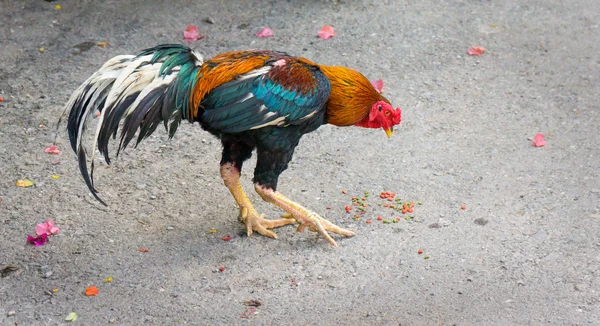 Thai cock — Stock Photo, Image