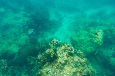 Andaman Denizi'nde mercan balık grup