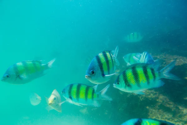 アンダマン海のサンゴ礁の魚たちのグループ — ストック写真