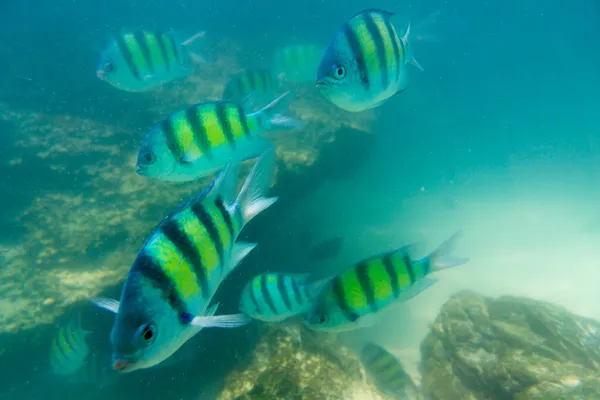 アンダマン海のサンゴ礁の魚たちのグループ — ストック写真