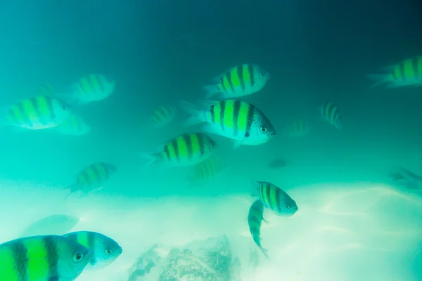 Grupa ryb w Morze Andamańskie — Zdjęcie stockowe