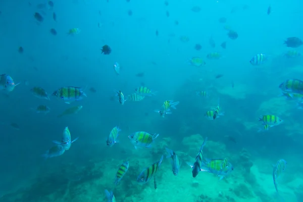 アンダマン海のサンゴ礁の魚たちのグループ — ストック写真