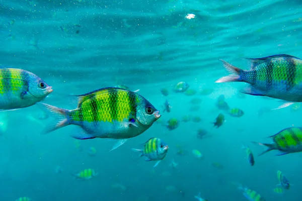 アンダマン海のサンゴ礁の魚たちのグループ — ストック写真