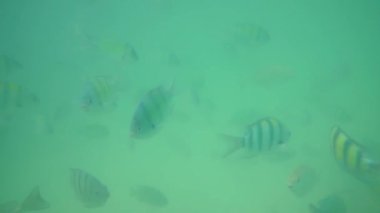 Mercan balık yakınındaki Krabi, Tayland Andaman Denizi'nde grup