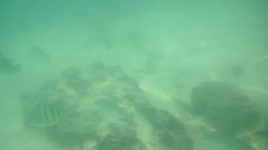 Andaman Denizi'nde mercan balık grup