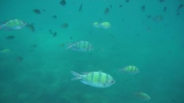 Mercan balık yakınındaki Krabi, Tayland Andaman Denizi'nde grup