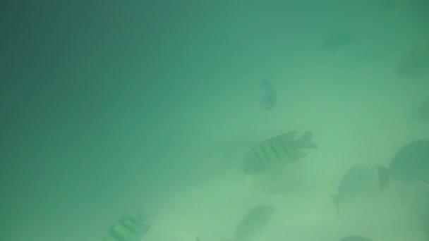 Группа коралловых рыб в Андаманском море — стоковое видео
