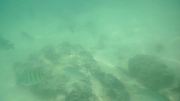 Gruppo di pesci corallo nel Mare delle Andamane — Video Stock