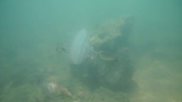 Grupa ryb w Morze Andamańskie — Wideo stockowe