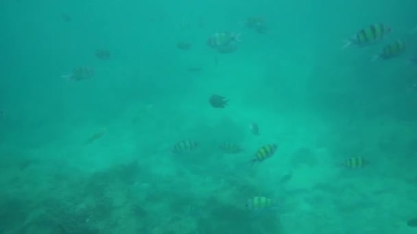 Skupina korálových ryb v Andamanském moři — Stock video
