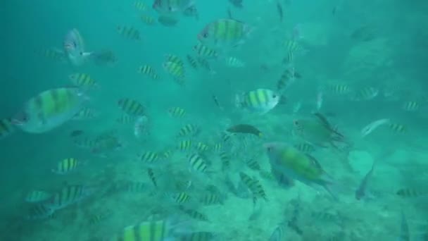 アンダマン海のサンゴ礁の魚たちのグループ — ストック動画
