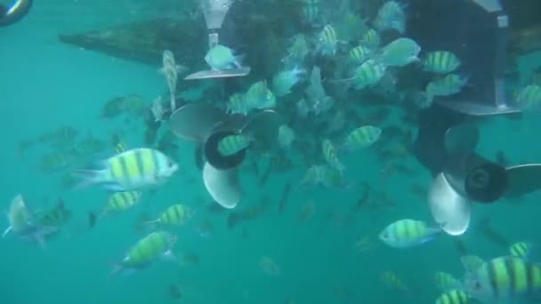 Groupe de poissons coralliens dans la mer d'Andaman — Video