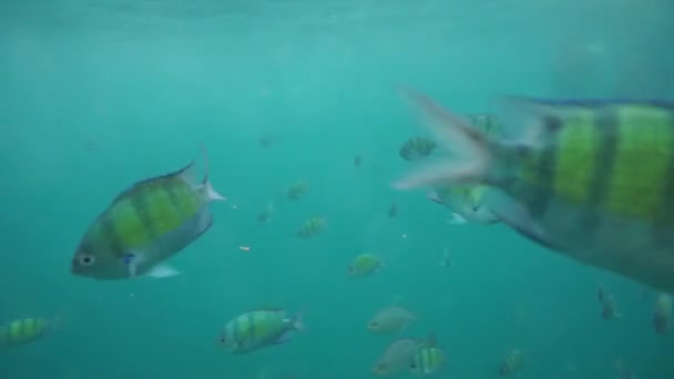 Ομάδα κοραλλιογενείς ψαριών στη θάλασσα Andaman — Αρχείο Βίντεο