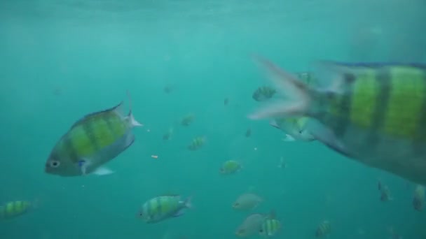 Groupe de poissons coralliens dans la mer d'Andaman — Video