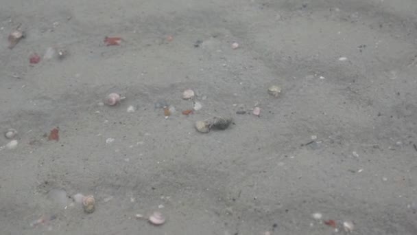 寄居蟹在甲米，泰国 — 图库视频影像
