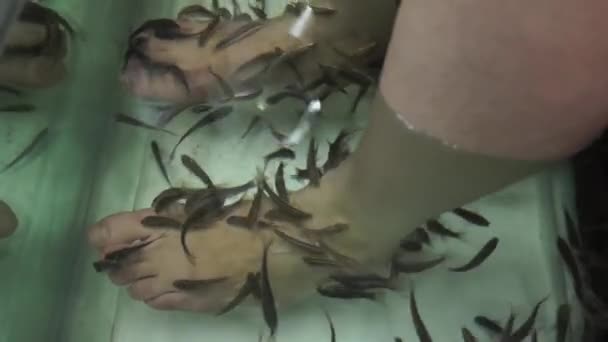 Fischmassage in Thailand — Stockvideo
