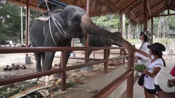 Turistler elphant feed — Stok video